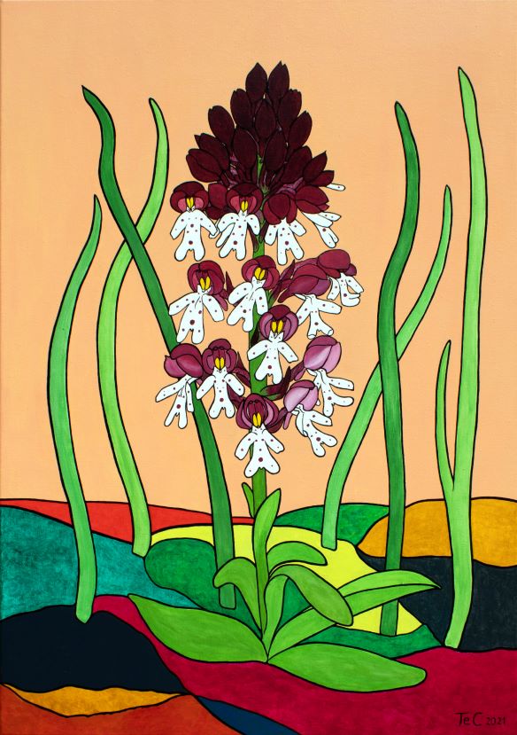 Neotinea ustulata - Brand-Knabenkraut - Christina Felicitas Teibert