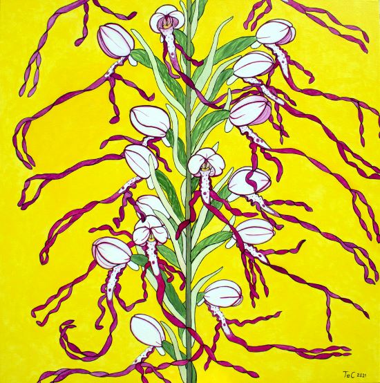 Adria-Riemenzunge - Christina Felicitas Teibert _ Naturschutzprojekt