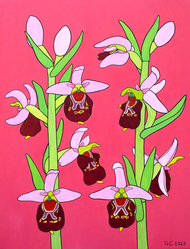 Ophrys holoserica - Hummel-Ragwurz - Christina Felicitas Teibert